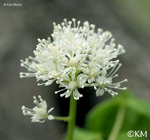 Actaea rubra  baneberry