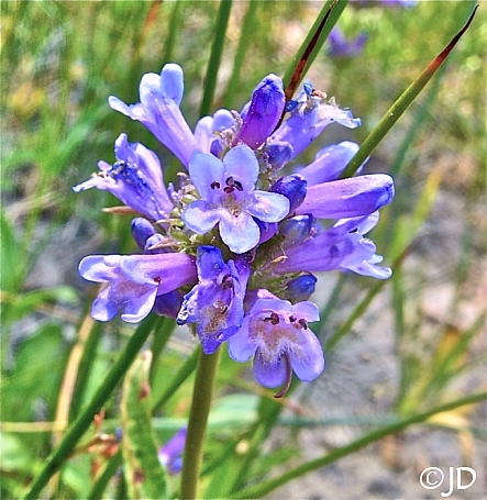 Penstemon rydbergii  meadow penstemon