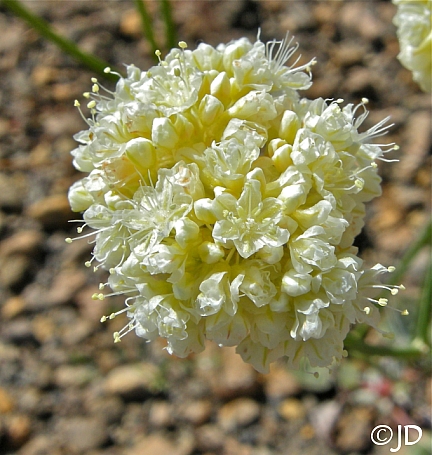 Eriogonum nudum - soft yellow form  naked buckwheat