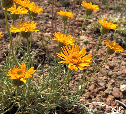 Erigeron linearis  desert yellow fleabane