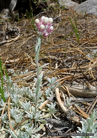 Antennaria rosea  rosy pussy toes