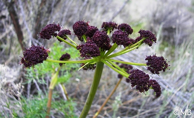 Lomatium dissectum  fernleaf biscuitroot