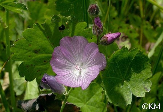 Sidalcea reptans  Sierra checkerbloom
