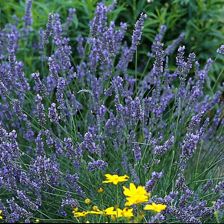 Lavandula x intermedia 'Grosso' lavender