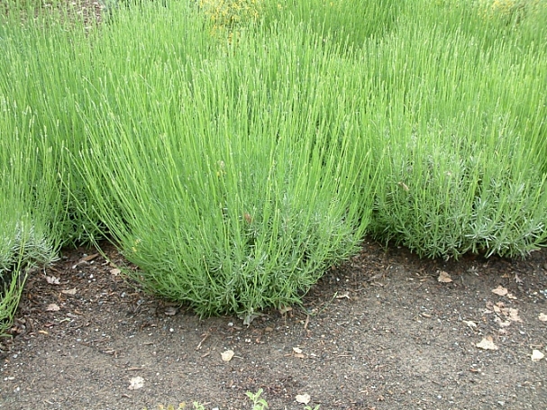Lavandula x intermedia 'Grosso' lavender