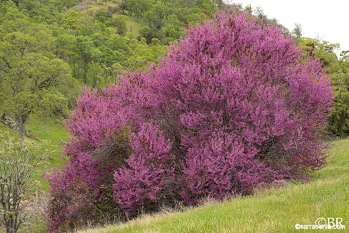 Cercis occidentalis  western redbud