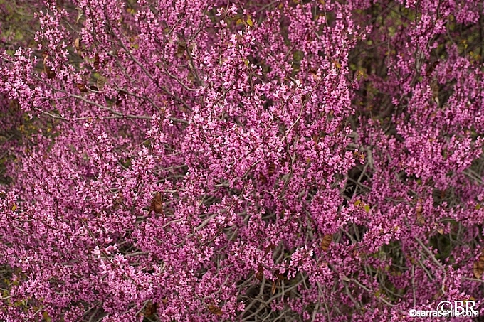 Cercis occidentalis  western redbud
