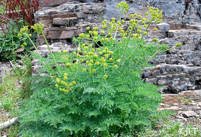 Lomatium dissectum  fernleaf biscuitroot