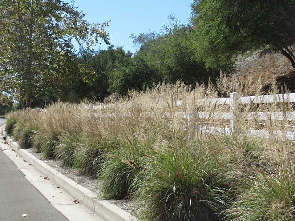 Muhlenbergia emersleyi  bull grass