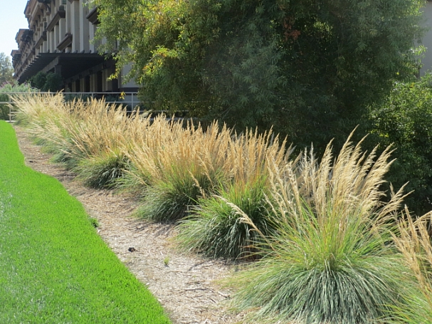Muhlenbergia emersleyi  bull grass