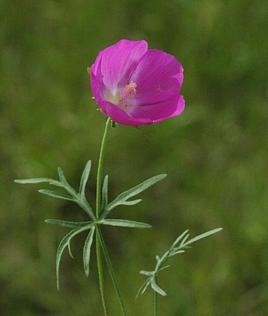 Callirhoe involucrata  Wine Cups, Purple Poppy Mallow, Buffalo Rose