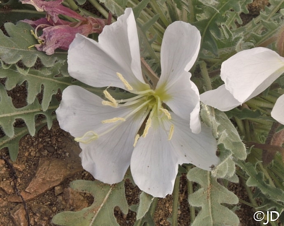 Oenothera californica  California primrose