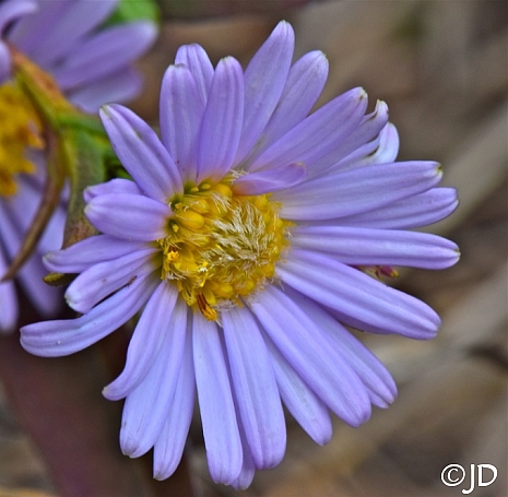 Symphyotrichum (Aster) chilense  California aster