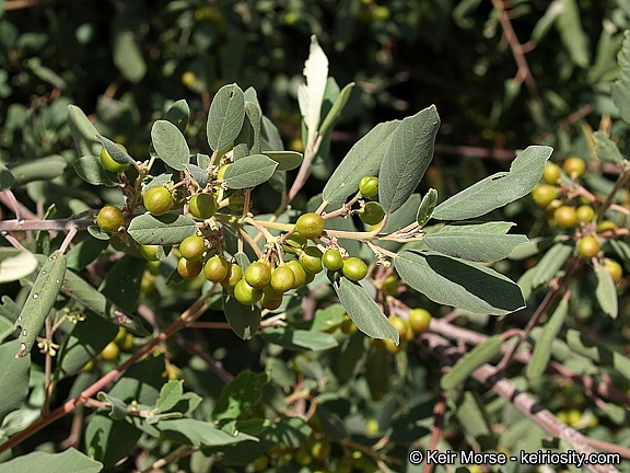 Frangula (Rhamnus) californica ssp. tomentella  serpentine coffeeberry