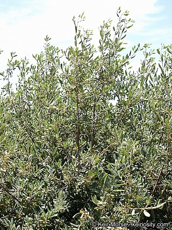 Frangula (Rhamnus) californica ssp. tomentella  serpentine coffeeberry