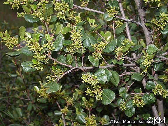Rhamnus ilicifolia  hollyleaf redberry