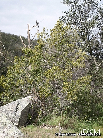 Rhamnus ilicifolia  hollyleaf redberry