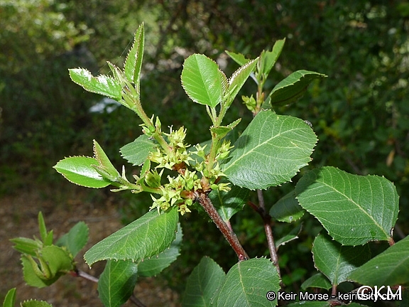 Rhamnus ilicifolia  hollyleaf redberry