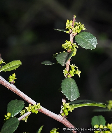 Rhamnus crocea  spiny redberry