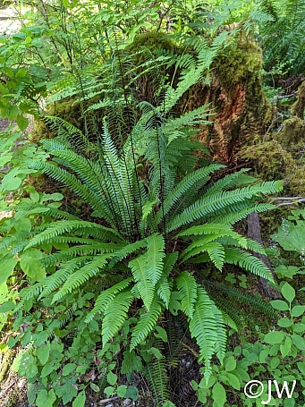 Blechnum spicant  deer fern