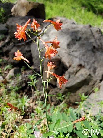 Delphinium nudicaule  red larkspur