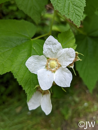 Rubus parviflorus  thimbleberry