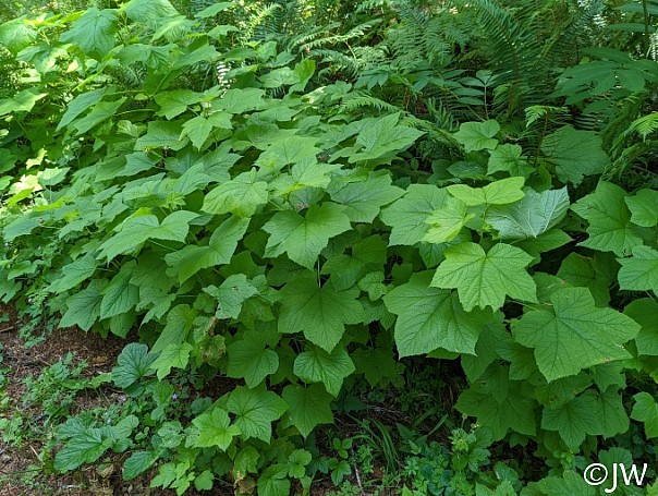 Rubus parviflorus  thimbleberry