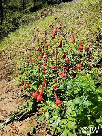 Delphinium nudicaule  red larkspur
