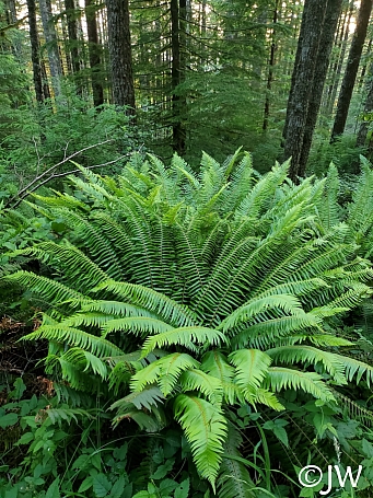 Polystichum munitum  western sword fern