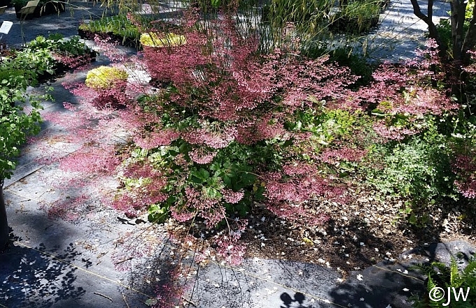 Heuchera micrantha 'Martha Roderick' alum root