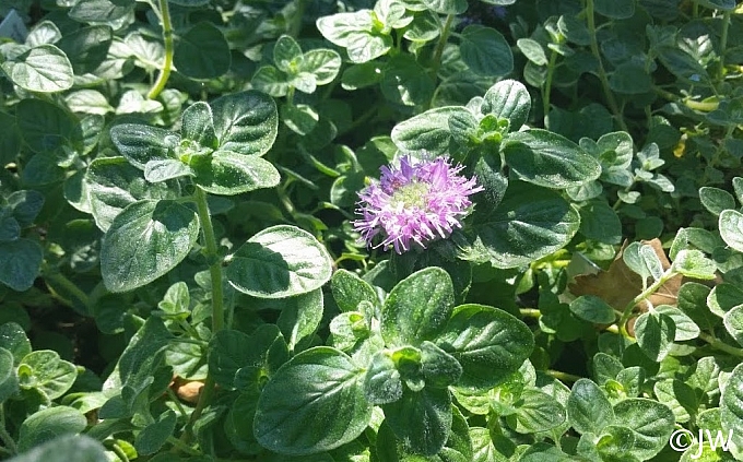Monardella villosa ssp. franciscana 'Pomo Canyon' coyote mint