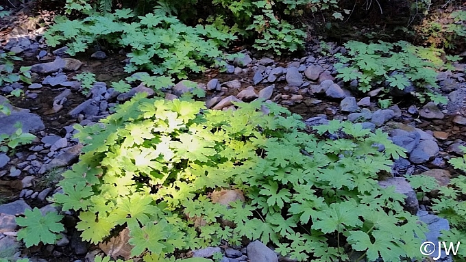 Petasites frigidus var. palmatus  western coltsfoot