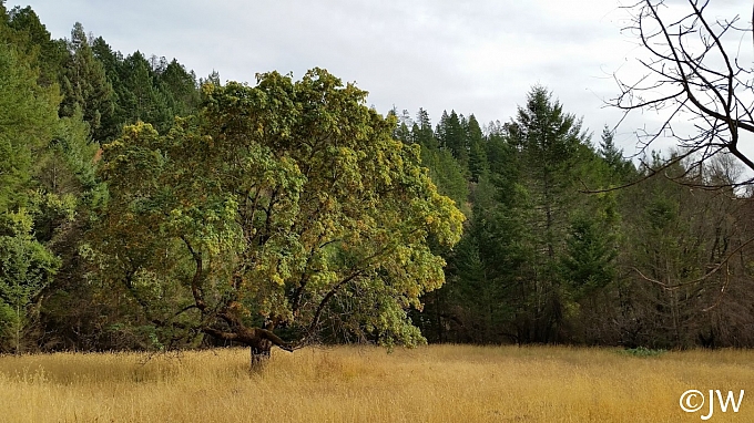 Acer macrophyllum  bigleaf maple