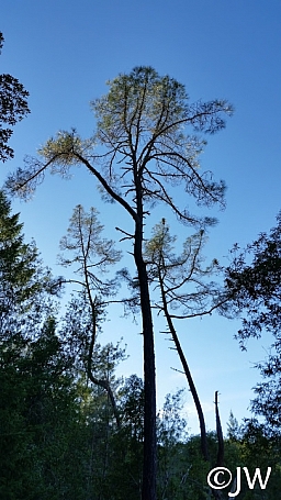 Pinus sabiniana  gray pine
