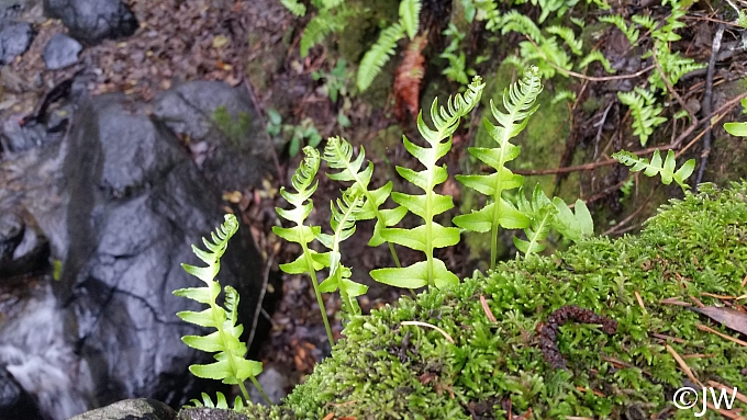 Polypodium glycyrrhiza  licorice fern