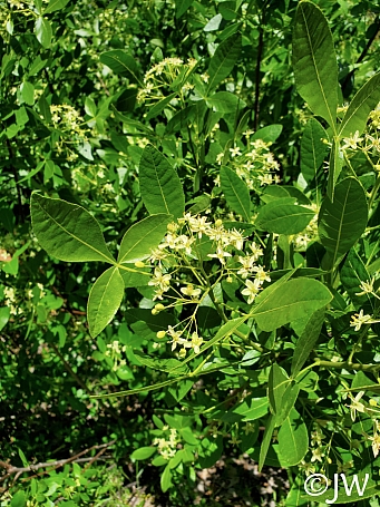 Ptelea crenulata  California hoptree