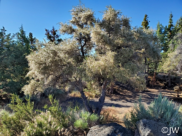 Cercocarpus ledifolius  curl-leaf mountain mahogany