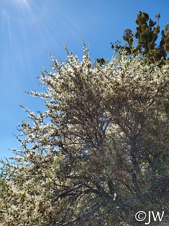 Cercocarpus ledifolius  curl-leaf mountain mahogany