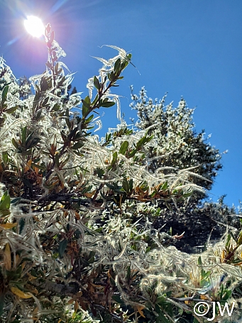 Cercocarpus ledifolius  curl-leaf mountain mahogany