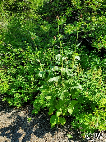 Rudbeckia occidentalis  Western coneflower