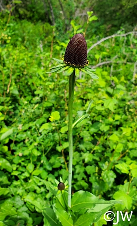 Rudbeckia occidentalis  Western coneflower