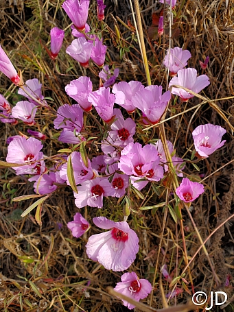 Clarkia  rubicunda  ruby chalice clarkia, farewell to spring
