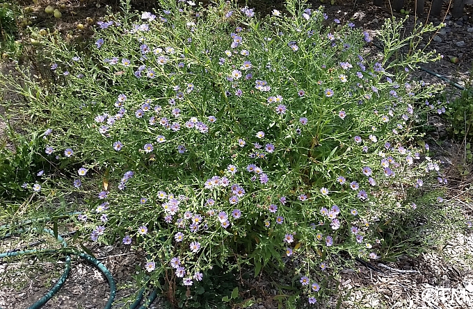 Symphyotrichum (Aster) chilense 'Purple Haze' California aster