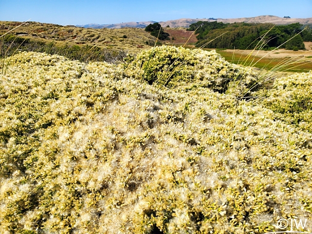 Baccharis pilularis - Bodega Dunes form  prostrate coyote bush
