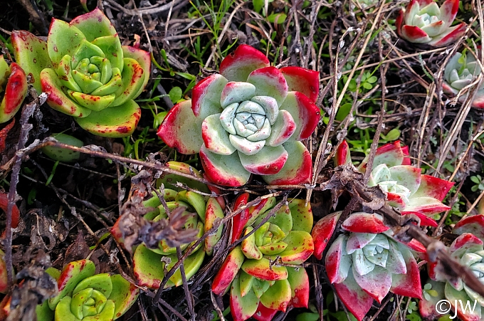Dudleya farinosa  bluff lettuce