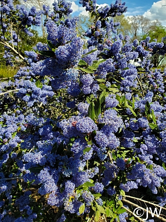 Ceanothus  'Antonette' California lilac