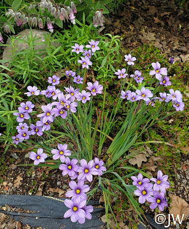 Sisyrinchium bellum  blue-eyed grass