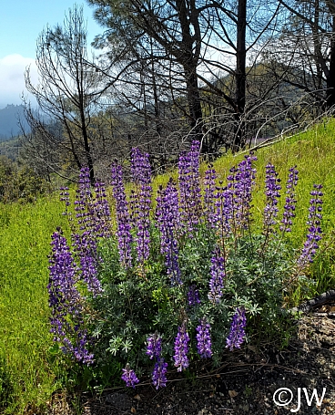 Lupinus albifrons var. albifrons  silver bush lupine