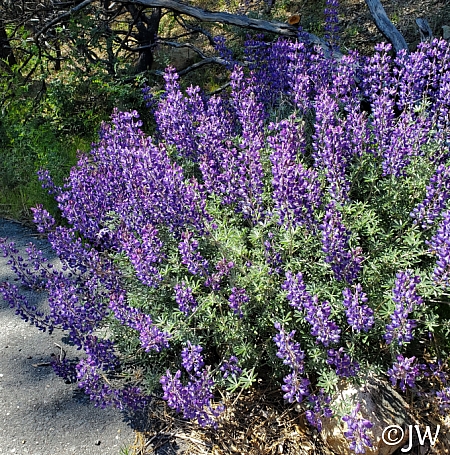 Lupinus albifrons var. albifrons  silver bush lupine
