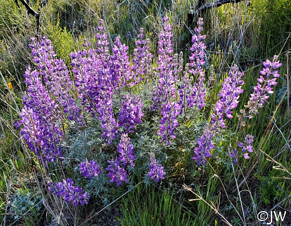 Lupinus albifrons var. albifrons  silver bush lupine